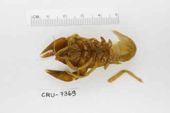 Media type: image;   Invertebrate Zoology CRU-7369 Description: Preserved specimen.;